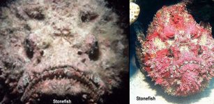 Stonefish