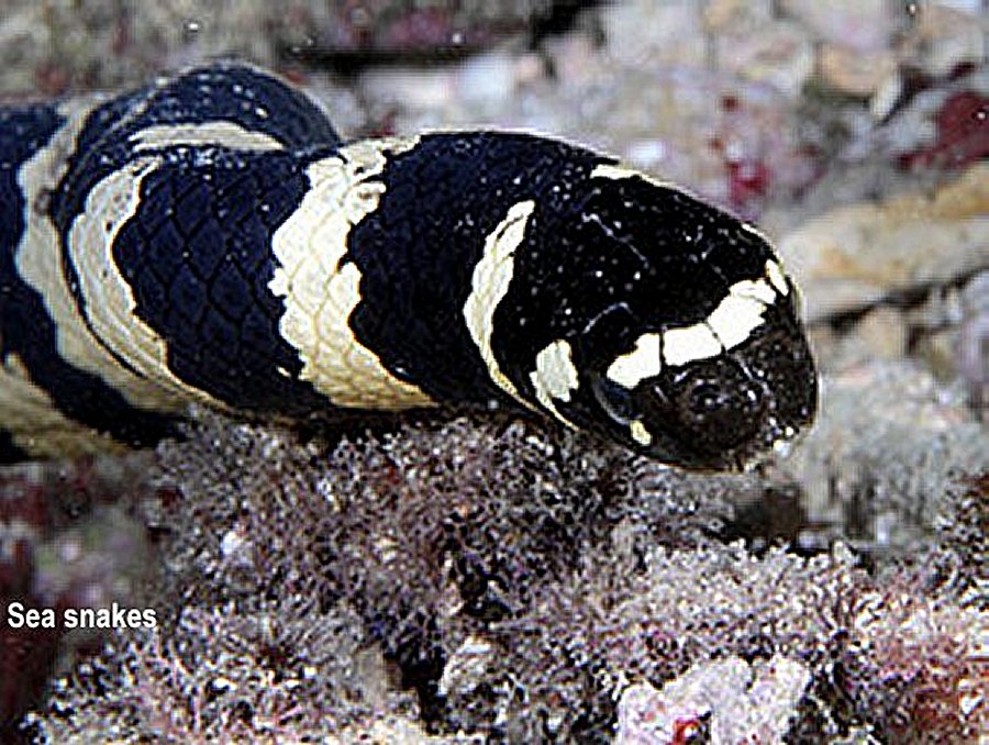 Marine Creatures You'd Better Stay Away From - MessageToEagle.com