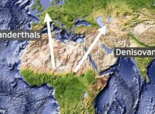 The Neanderthals and the Denisovans started in Africa but later began to move, the Neanderthals moved out to the west and into Europe, while the Denisovans headed East.