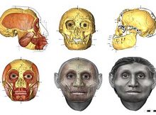 Forensic facial approximation methods helped give an idea of how the muscle and fat intersected with the hobbit’s skull University of Wollongong