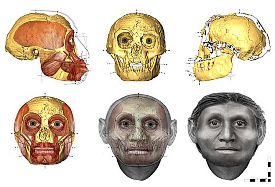 Forensic facial approximation methods helped give an idea of how the muscle and fat intersected with the hobbit’s skull University of Wollongong