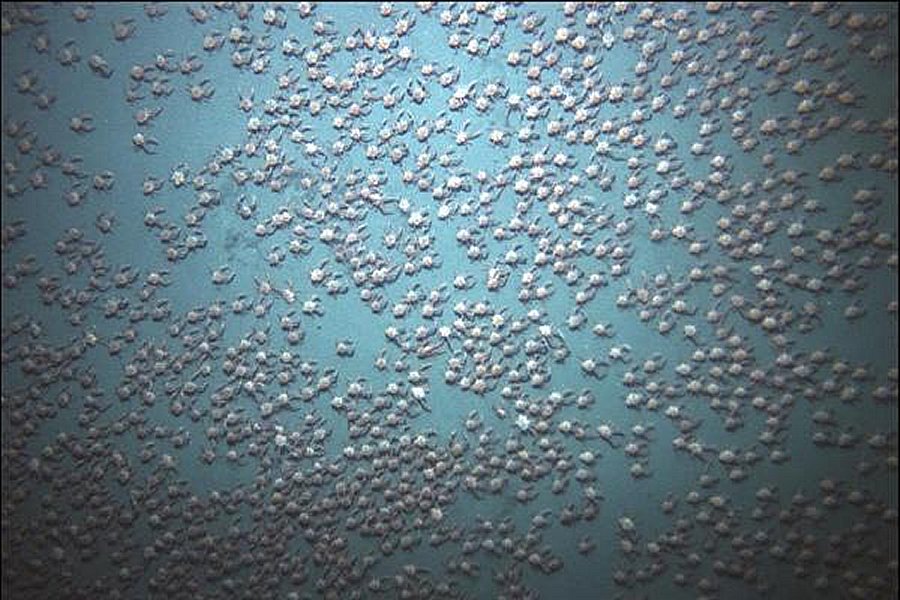 Researchers spotted thousands of red crabs swarming in the deep, low-oxygen waters. Photo by Woods Hole Oceanographic Institute