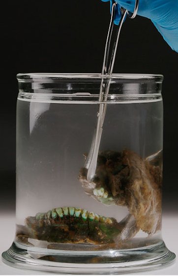 Viking-era jaw. A female’s jaw dating to the early 900s, with some flesh still attached, floats in a jar filled with light paraffin oil. The jaw belonged to one of Iceland’s earliest colonizers, known as the “woman in blue” for her indigo-dyed apron. Credits: The National Museum of Iceland