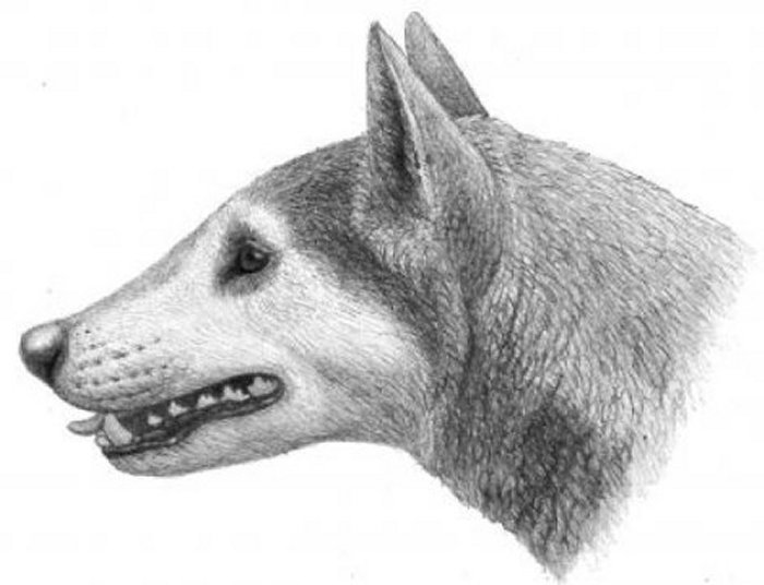 Ancient Dog