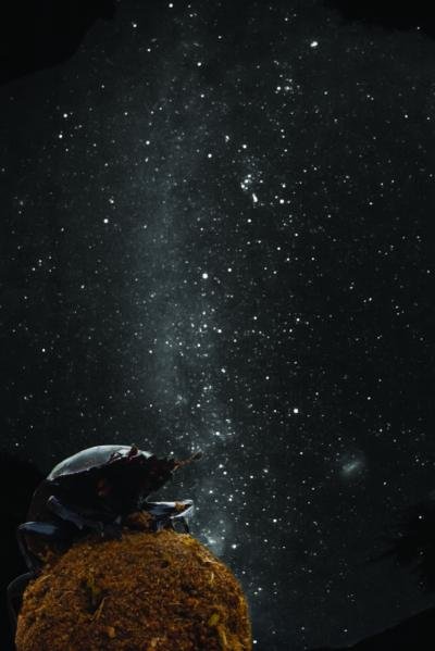 Dung Beetles Use Stars And The Night Sky To Navigate