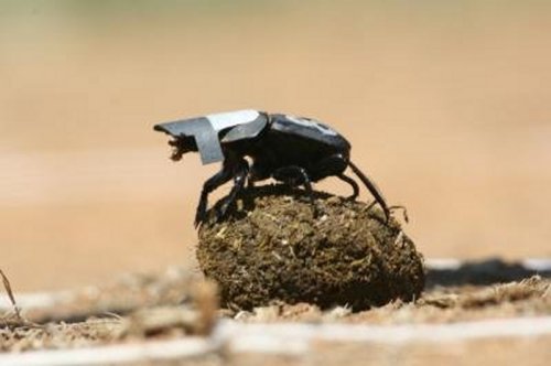 beetles