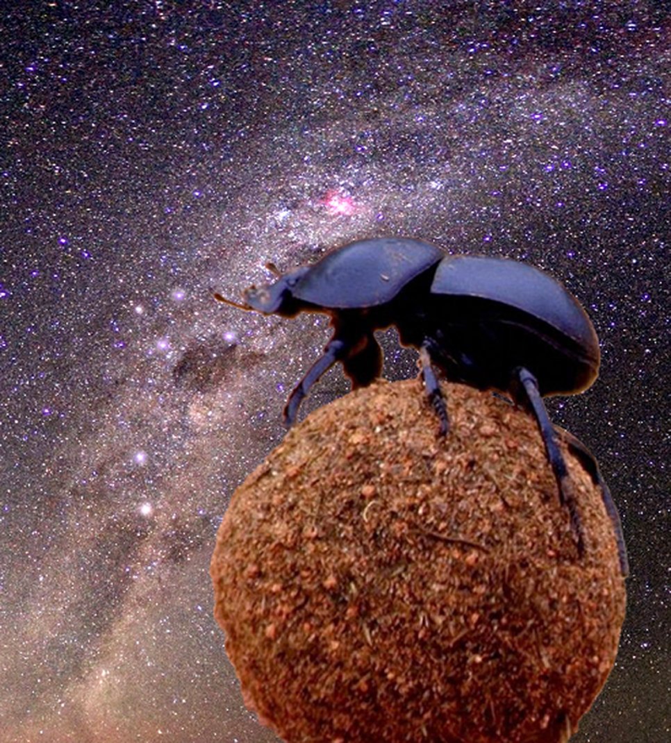 Dung Beetles Use Stars And The Night Sky To Navigate