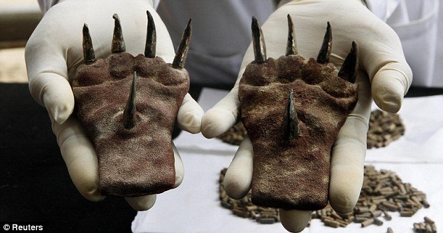 ancient metal claws discovered in tomb of a Mochica ruler.
