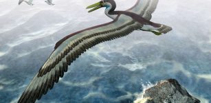 pelagornithid