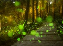 synchronous fireflies