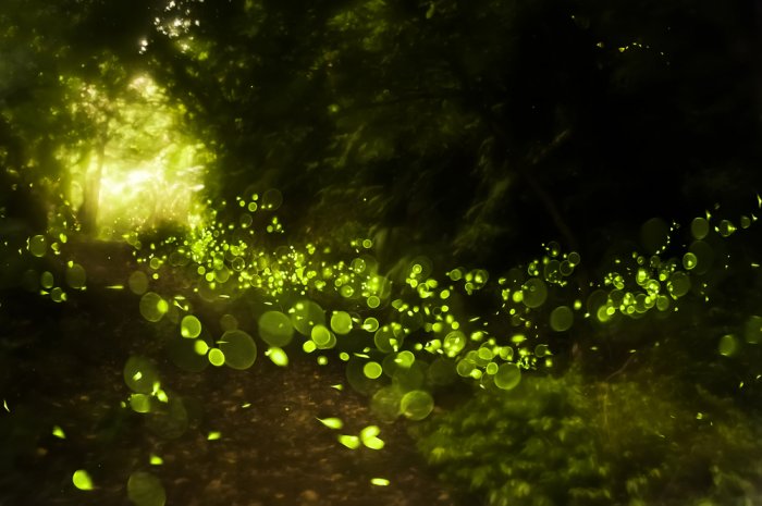 synchronous fireflies