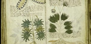 Voynich manuscript