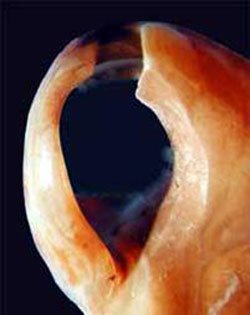 Shell bead found in Blombos Cave.