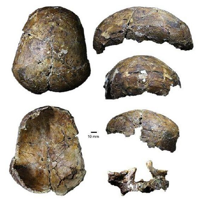Bones from the 37,000 year old Deep Skull from Niah Cave in Sarawak.