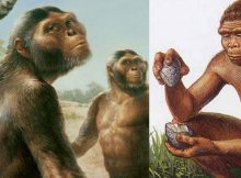 early human species