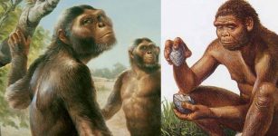 early human species