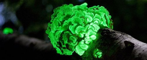Glowing plant