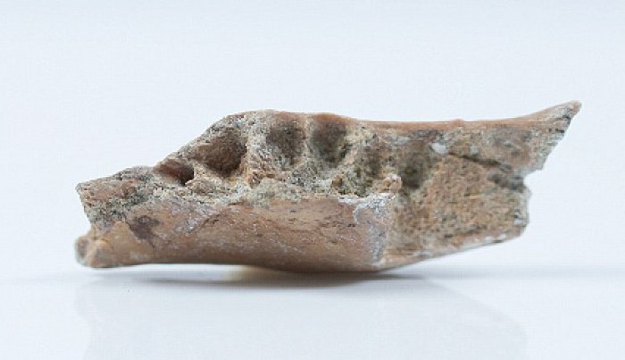Hobbit fossil