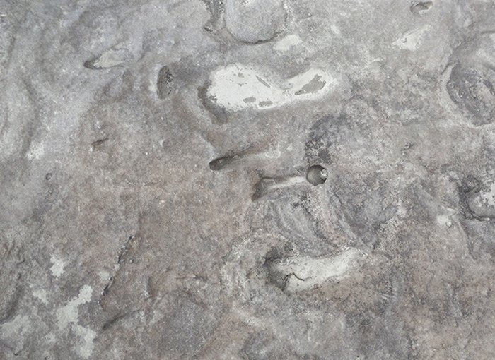 800,000-year-old footrpints of Homo Erectus