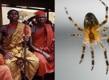 Anansi The Spider