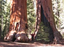 Giant Ancient Sequoias