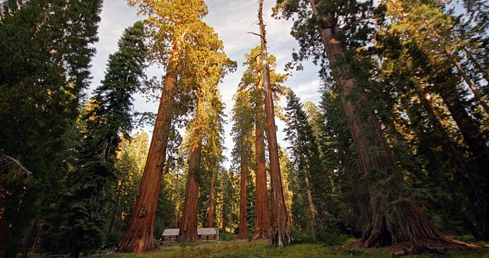 Giant Ancient Sequoias