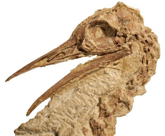 calciavis grandei