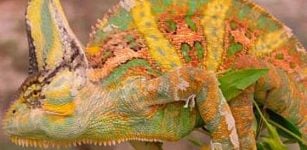 Chamaeleo calyptratus (Veiled Chameleon)