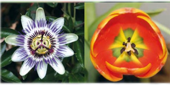 hidden map inside flower