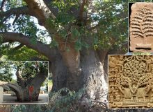 Kalpavriksha is a unique tree, a divine tree, a celestial tree or a spiritual tree