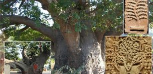 Kalpavriksha is a unique tree, a divine tree, a celestial tree or a spiritual tree