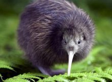 There is a genetic evidence that the kiwi is related to the Australian emu