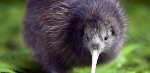 There is a genetic evidence that the kiwi is related to the Australian emu