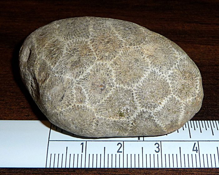 Beautiful Petoskey Stones Formed Through Glaciation Over 350 Million Years Ago