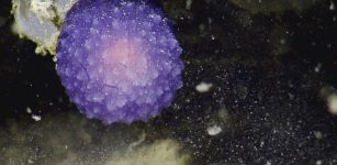 Mysterious Unidentified Purple Orb Discovered Underwater Off The Coast Of Southern California