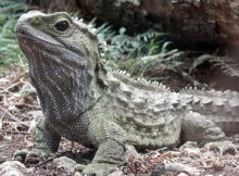 tuatara