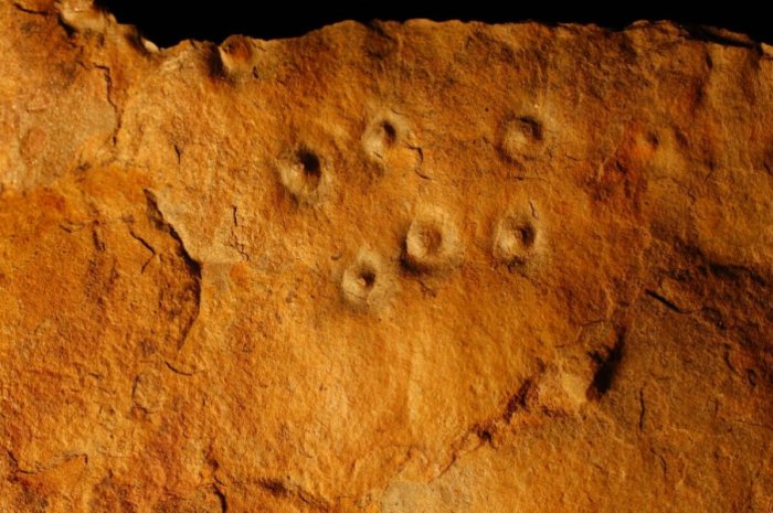 World's first mass exction caused by animals