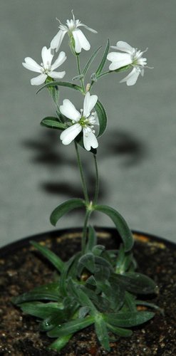 artic flower