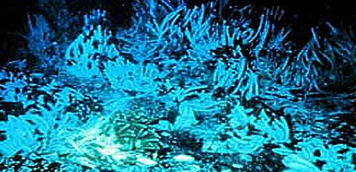 Thermophilic, or heat-loving bacteria live. Photo Credits:OAR/National Undersea Research Program -NURP