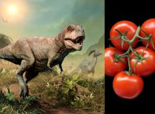 Meteorite That Killed Dinosaurs Responsible For Turning Tomatoes Red - Scientists Say