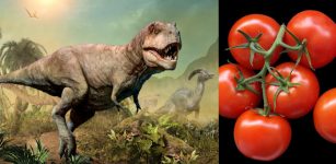 Meteorite That Killed Dinosaurs Responsible For Turning Tomatoes Red - Scientists Say