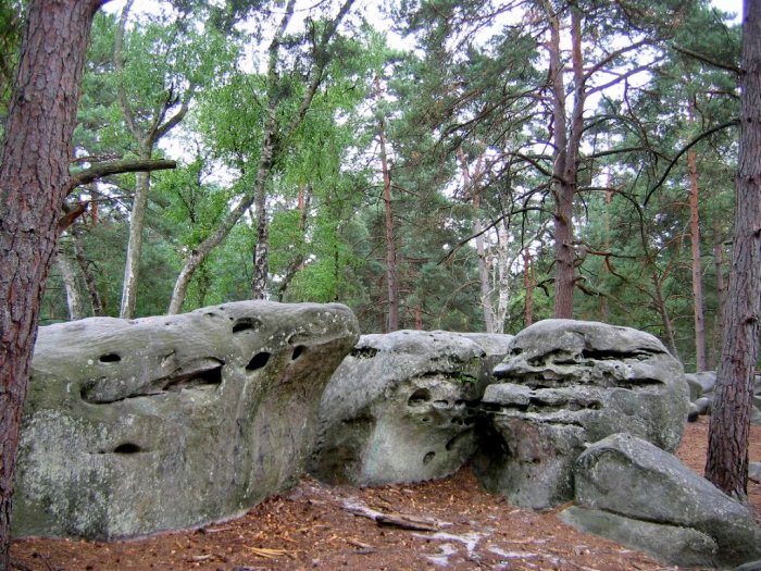 Fontainebleau forest