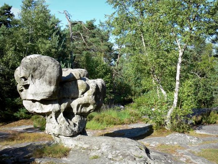 Fontainebleau Forest