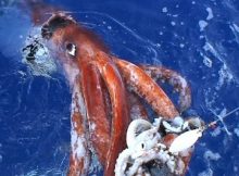 giant squid