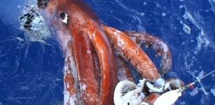 giant squid