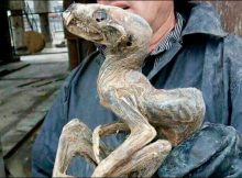 Mysterious “Mummy Monster” Found In Yakutia Could Be Unknown Species Of Dinosaur