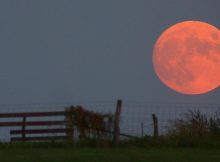 Harvest of the Moon