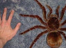 Goliath Birdeater: World’s Largest Spider Can Grow As Long As A Child's Forearm