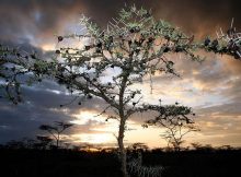 Acacia tree