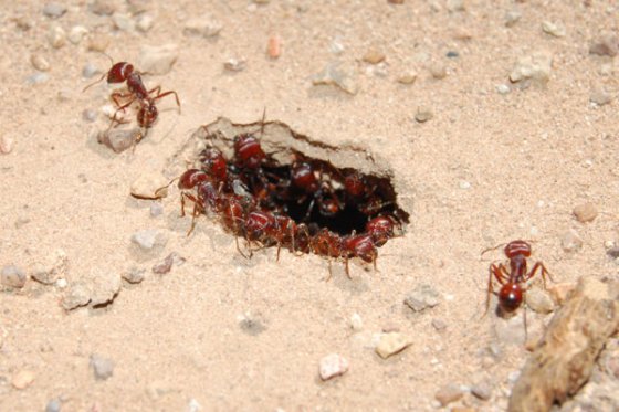 Ants Have Their Own Internet - The "Anternet"